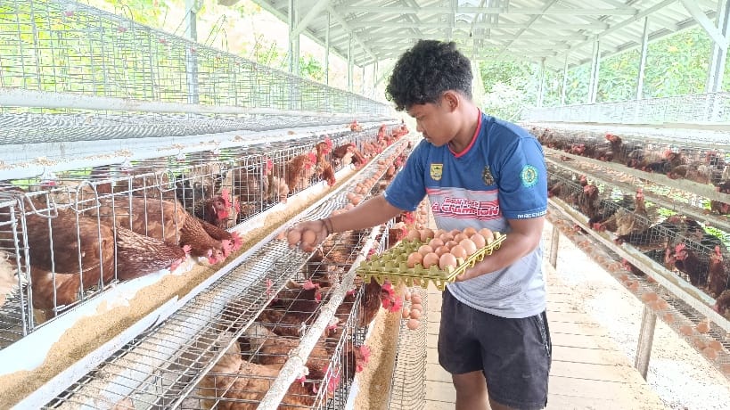 Panen telur ayam di Air Belo Mentok. Foto: Sorotanbangka.