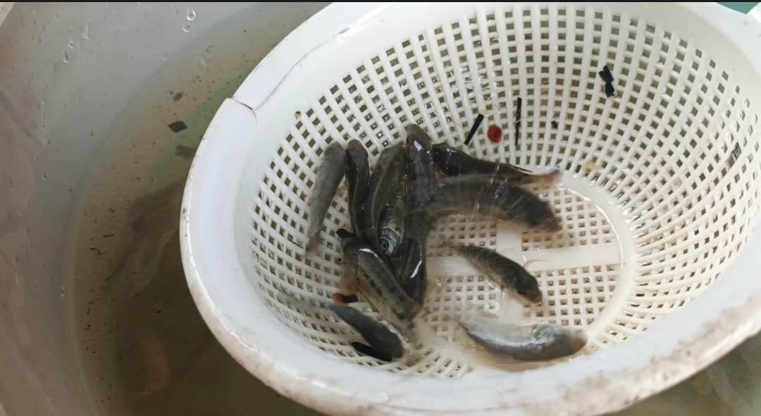 Bibit Ikan Nila. (Sorotanbangka.com/URA)