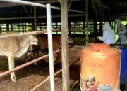 Sapi di kandang warga.
