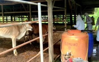 Sapi di kandang warga.