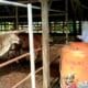 Sapi di kandang warga.