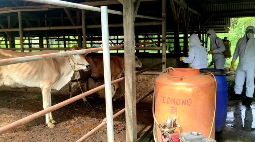 Sapi di kandang warga.