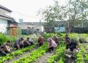 Rutan Mentok Panen Sayur Program Ketahanan Pangan