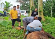 Hari Raya Idul Adha 1446H, Golkar Babar Sembelih Sapi untuk Masyarakat