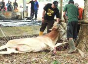 Idul Adha 1446H, Pemkab Bangka Barat Sembelih Belasan Hewan Kurban