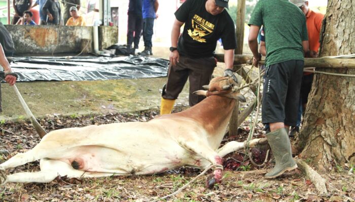 Idul Adha 1446H, Pemkab Bangka Barat Sembelih Belasan Hewan Kurban