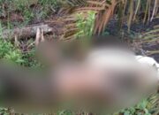 Warga Bangka Barat Digegerkan Penemuan Mayat di Perkebunan Kelapa Sawit