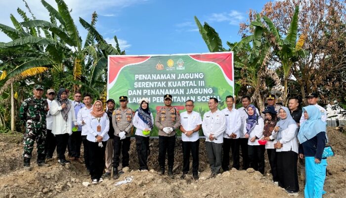 Tanam Jagung Serentak Kuartal III, Pemkab Babar Dukung Program Ketahanan Pangan Nasional