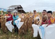 Panen Jagung di Belo Laut, Yus Derahman Sebut Bentuk Kemandirian Pangan dan Penguatan Ekonomi Lokal