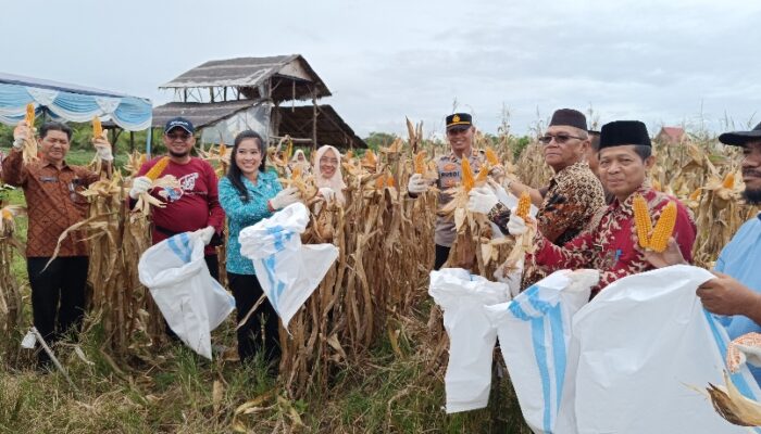 Panen Jagung di Belo Laut, Yus Derahman Sebut Bentuk Kemandirian Pangan dan Penguatan Ekonomi Lokal