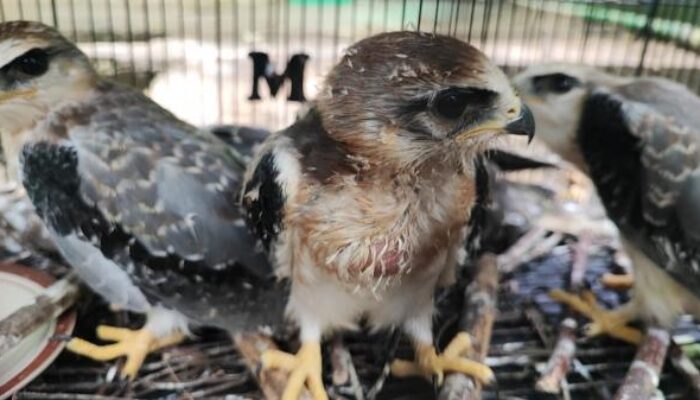 Pelaku Perdagangan Elang Langka di Bangka Belitung Terancam 15 Tahun Penjara