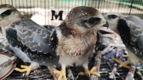 16 Elang Langka Diselamatkan di Babel, Pelaku Perdagangan Satwa Liar Ditangkap. Foto : Ist/Haryanto