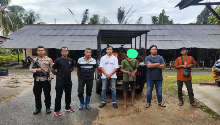 Curi 1 Ton Sawit, Pria di Bangka Barat Terancam 7 Tahun Penjara