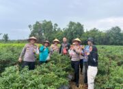 Panen Cabai dan Semangka di Desa Belo Laut, Kapolres Babar Dukung Penuh Program Ketahanan Pangan