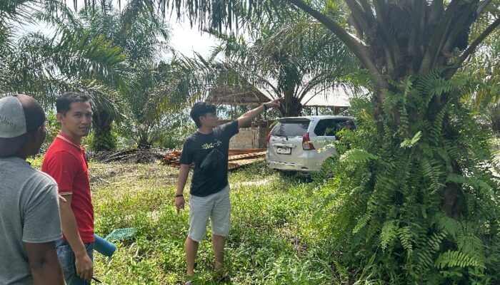 Polres Babar Bekuk 2 Pencuri Buah Sawit, Pencurian Dilakukan Malam Hari