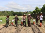 Kajari, Kapolres Hingga Dandim Tanam Jagung Serentak di Mapolres Babar