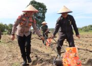 Lokasi Eks Tambang Disulap Kapolres Babar Jadi Lahan Pertanian Jagung