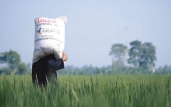 Harga pupuk turun. Foto: Ist/Pertanian.go.id