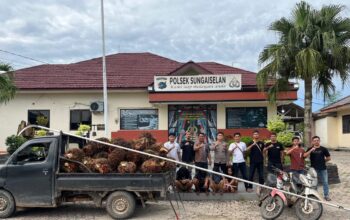 Komplotan Pencuri Sawit Dibekuk Polisi, Sempat Kabur dengan Mobil Pikap di Kebun PT Sinarmas