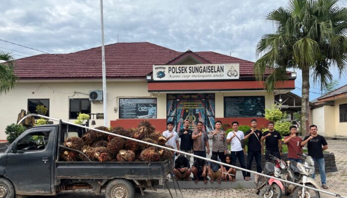 Komplotan Pencuri Sawit Dibekuk Polisi, Sempat Kabur dengan Mobil Pikap di Kebun PT Sinarmas