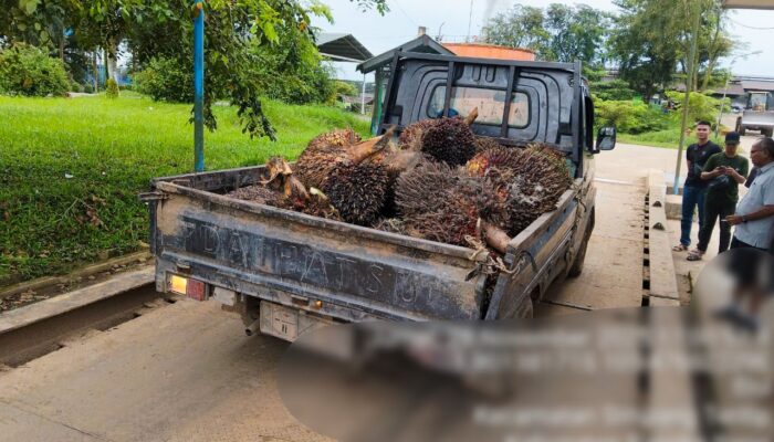 Terdesak Masalah Ekonomi, Komplotan Pencuri Sawit di Babar Terancam 3 Bulan Penjara