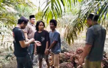 Komplotan Pencuri Sawit PT. Sinarmas Terancam 7 Tahun Penjara