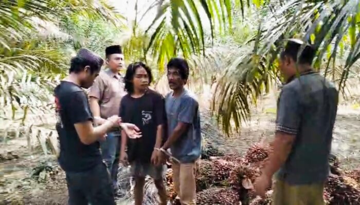 Komplotan Pencuri Sawit PT. Sinarmas Terancam 7 Tahun Penjara