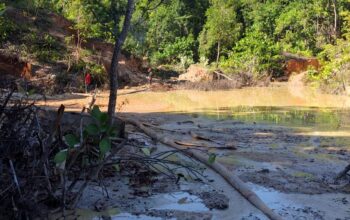 Kerusakan Hutan Menumbing. Foto: Istimewa.