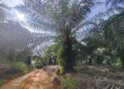 Kewajiban Plasma Masih Minim Padahal Luas Perkebunan Sawit di Babel Tembus 355 Ribu Hektare