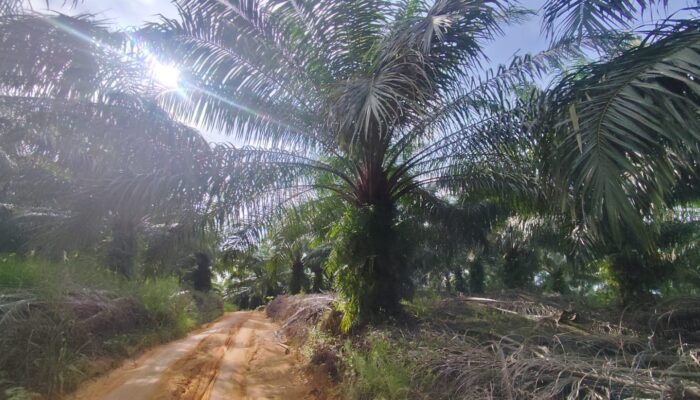 Kewajiban Plasma Masih Minim Padahal Luas Perkebunan Sawit di Babel Tembus 355 Ribu Hektare