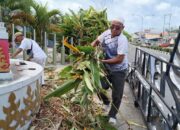 Yus Derahman membersihkan Tugu Duren Mentok. Foto: Rizki Ramadhani.