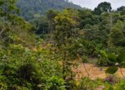 Aktivitas tambang timah hajar kawasan Bukit Menumbing. Foto: Rizki Ramadhani.