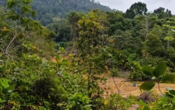 Aktivitas tambang timah hajar kawasan Bukit Menumbing. Foto: Rizki Ramadhani.