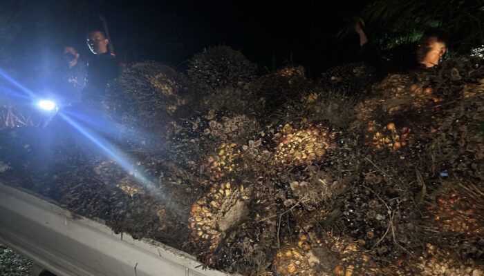 Dua Pelaku Pencurian Sawit PT BPL Ditangkap Polsek Kelapa