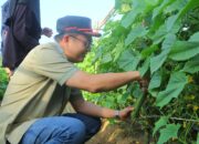 Markus panen sayur di Parittiga. Foto: Dedi Seonk