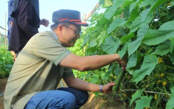 Markus panen sayur di Parittiga. Foto: Dedi Seonk