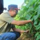 Markus panen sayur di Parittiga. Foto: Dedi Seonk