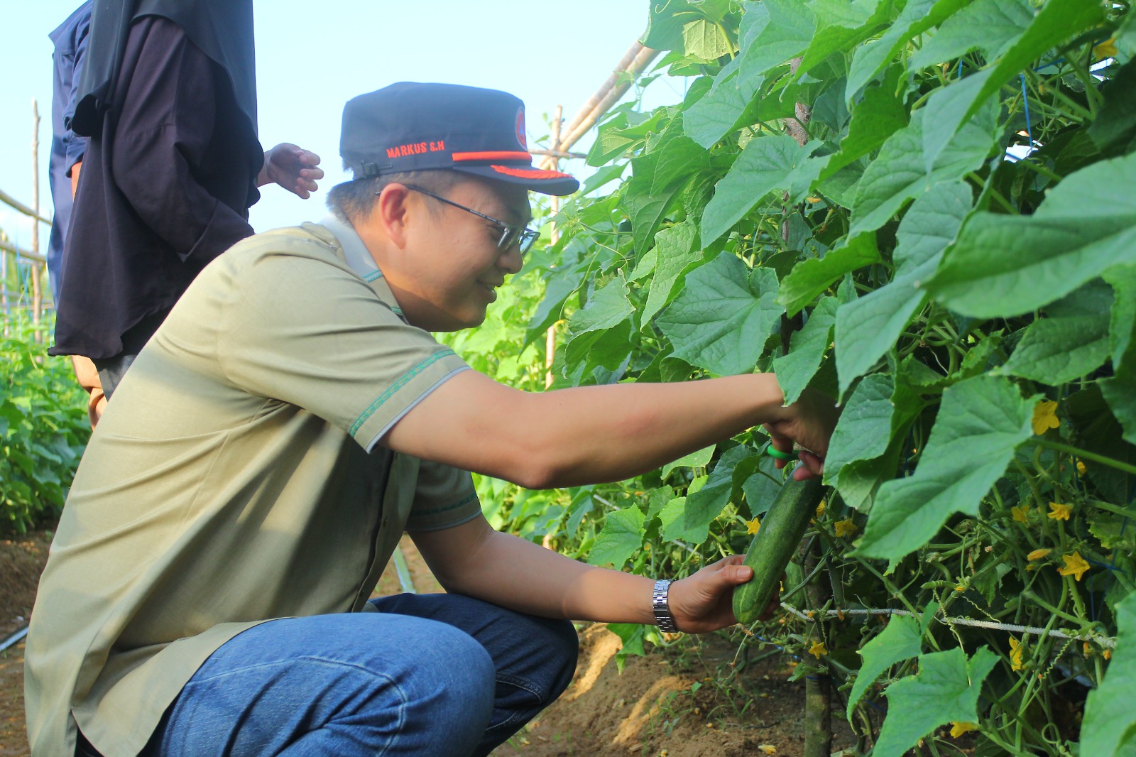 Markus panen sayur di Parittiga. Foto: Dedi Seonk