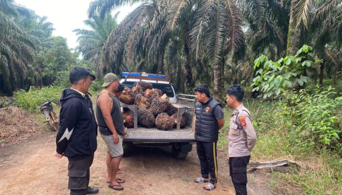Dua Pria di Babar Diamankan Polisi Gegara Panen Sawit
