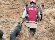 Polda Babel Kerahkan Tim Anjing Pelacak Cari 1 Penambang Timah yang Tertimbun Longsor
