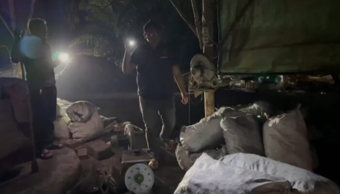 Jaringan Peleburan Timah Ilegal di Kebun Sawit Terbongkar