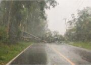 Pohon tumbang menutup akses Jalan Raya Mentok- Pangkalpinang atau tepatnya di Desa Air Limau. Foto: Ist.