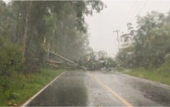 Pohon tumbang menutup akses Jalan Raya Mentok- Pangkalpinang atau tepatnya di Desa Air Limau. Foto: Ist.