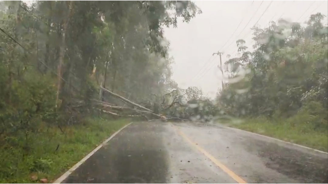 Pohon tumbang menutup akses Jalan Raya Mentok- Pangkalpinang atau tepatnya di Desa Air Limau. Foto: Ist.