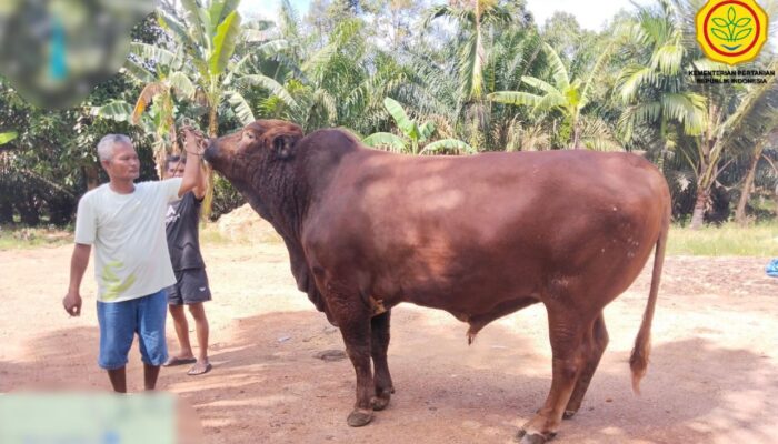 Sapi Kurban Bantuan Presiden Prabowo untuk Babar Capai 948 Kilogram