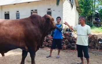 Penampakan sapi kurban bantuan Presiden Prabowo untuk Babar. Foto: Istimewa.