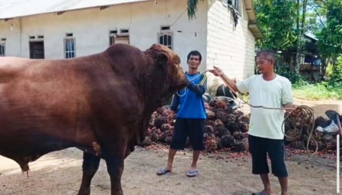 Hendri Ceritakan Pengalaman Rawat Sapi Kurban Presiden Prabowo