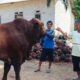Penampakan sapi kurban bantuan Presiden Prabowo untuk Babar. Foto: Istimewa.