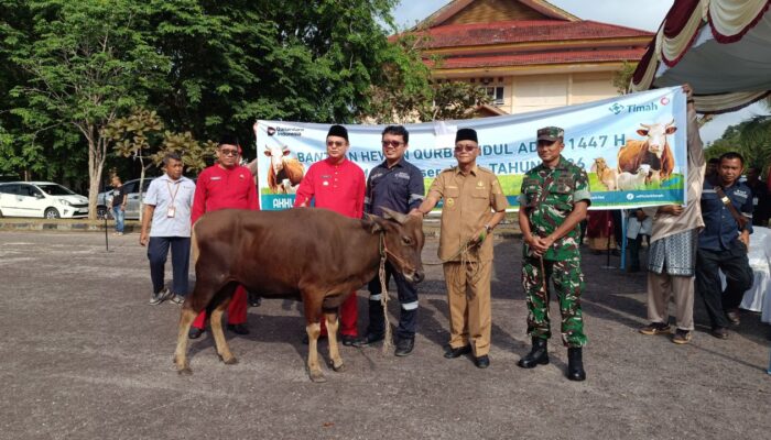 Markus Apresiasi PT Timah Usai Sumbang 39 Ekor Sapi