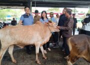 Pemkab Babar Potong 7 Sapi, Daging Kurban Dibagikan ke Warga dan Pegawai